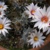 Turbinicarpus_macrochele